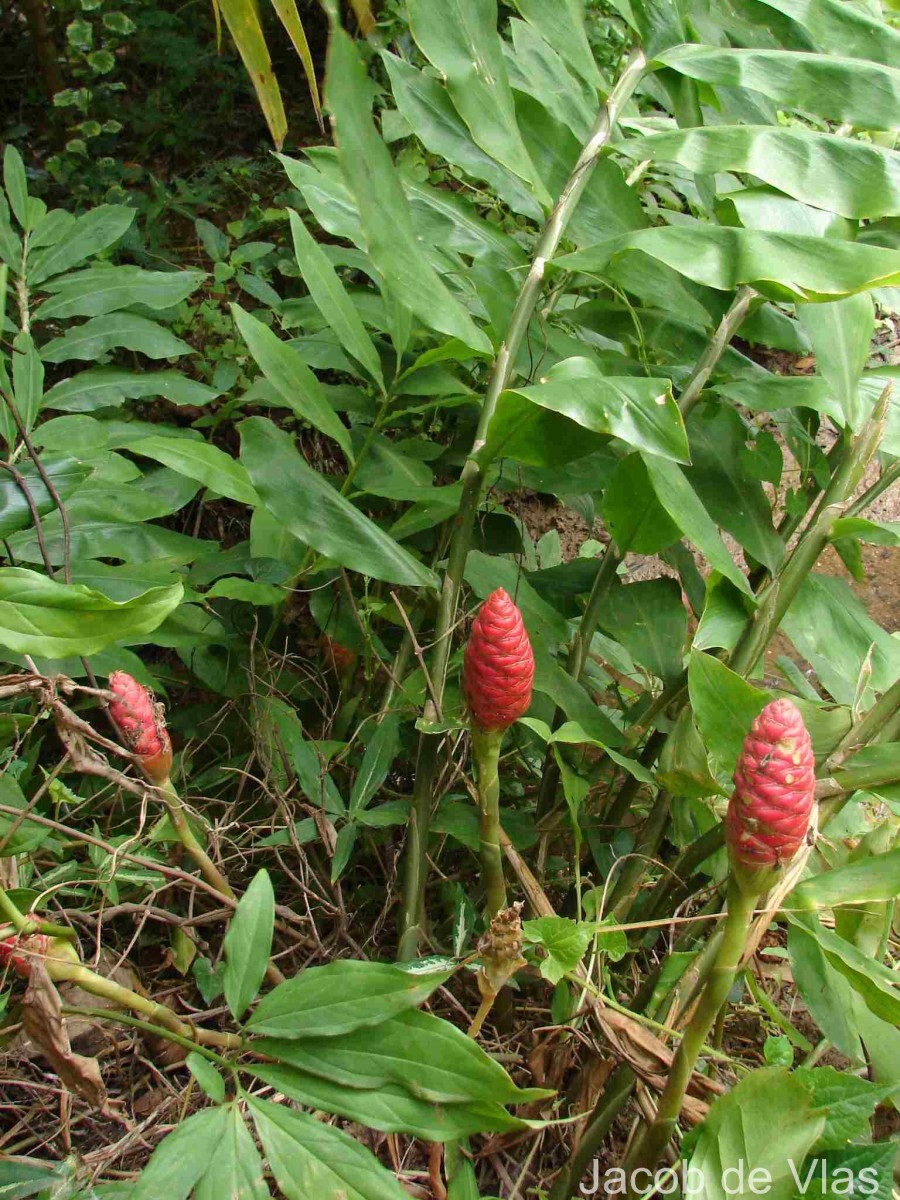 Zingiber zerumbet (L.) Roscoe ex Sm.